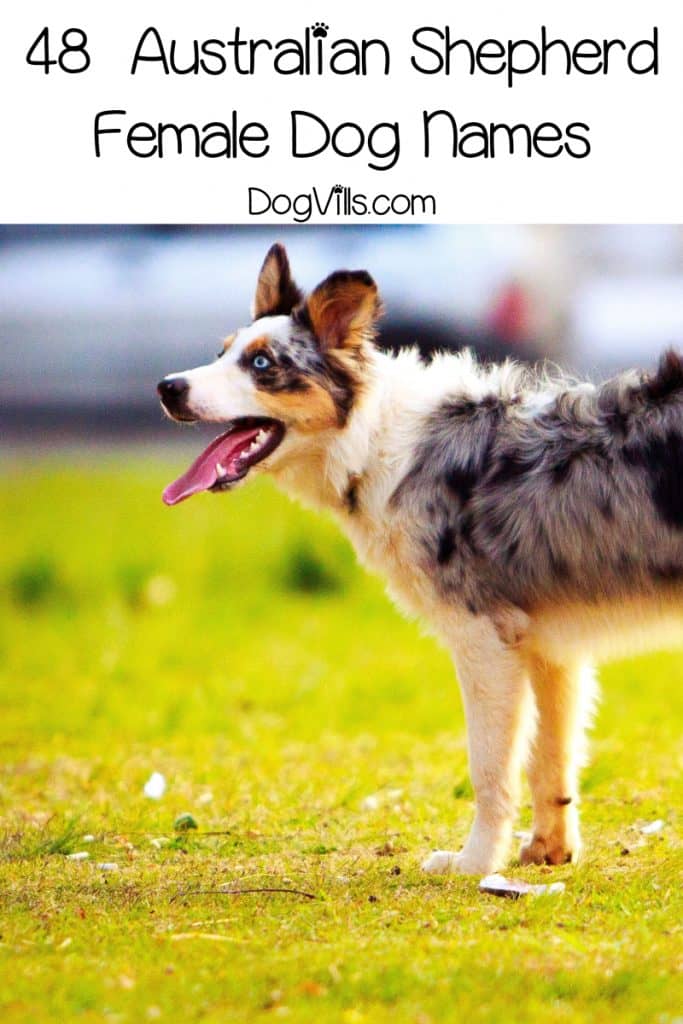 Looking for some adorable Australian Shepherd dog names? How about 95 of them? We've chosen the best inspired by all the features of this gorgeous dog!