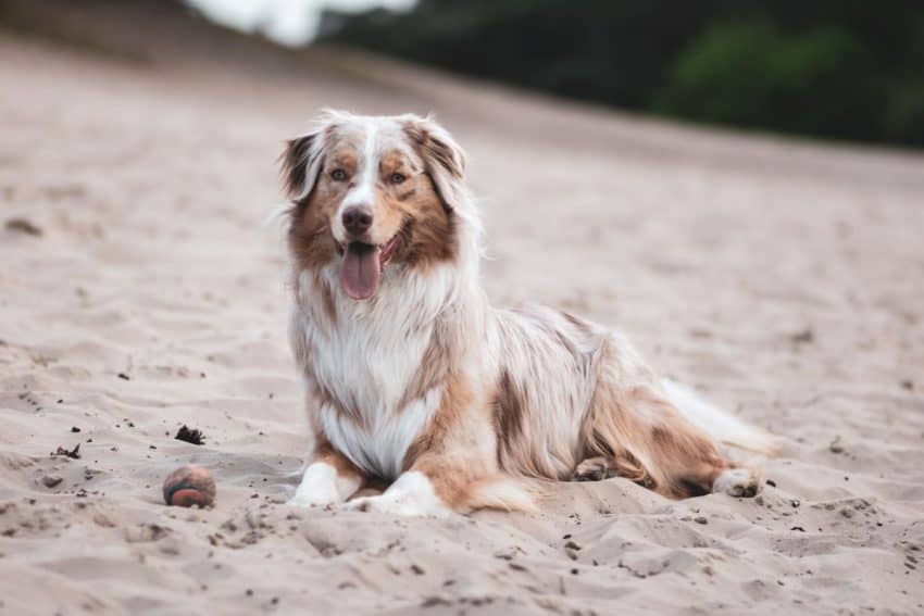 Looking for some adorable Australian Shepherd dog names? How about 95 of them? We've chosen the best inspired by all the features of this gorgeous dog!