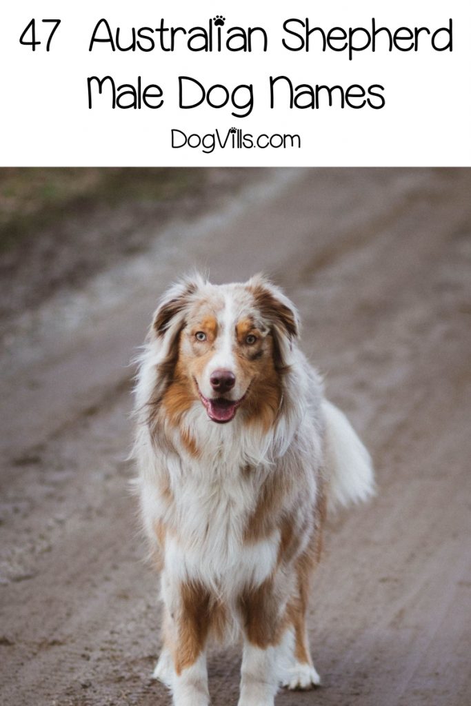 Looking for some adorable Australian Shepherd dog names? How about 95 of them? We've chosen the best inspired by all the features of this gorgeous dog!