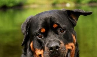 Rottweiler or Pit bull-which dog is stronger? The answer may surprise you! Read on to find out what it is and learn more about the breed that comes out on top.