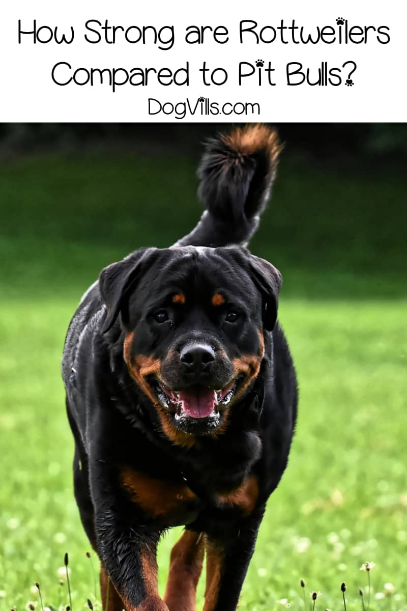 Rottweiler or Pit Bull Which Dog is Stronger? DogVills