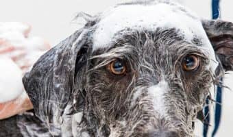 If you're looking for the best walk-in dog tubs to help make grooming easier, let me give you a hand. Check out the top 5 that we recommend!
