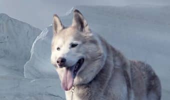 If you're in love with the idea of Alaskan dog names but don't know where to start, we're here for you! Check out 60 stunning ideas for male & female pups!