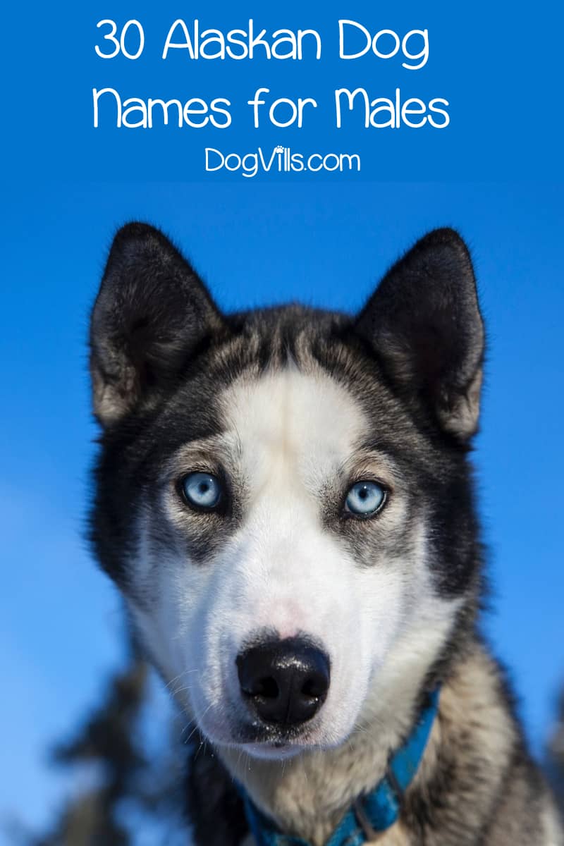 60 Stunning Alaskan Dog Names for Male & Female Pups DogVills