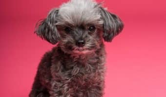 Need to know how to wash a dog without shampoo? It's actually easier than you may think! Check out six brilliantly easy methods to try!