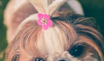If you're on the hunt for the best dog grooming tables to use at home, let me give you a hand. Check out our top 10 picks for all breeds & budgets!