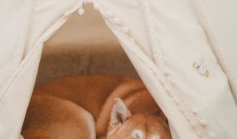 What are the best canopy dog beds for outdoor use? Can I just get a canopy without buying a bed? Read on to find out the answer to both!