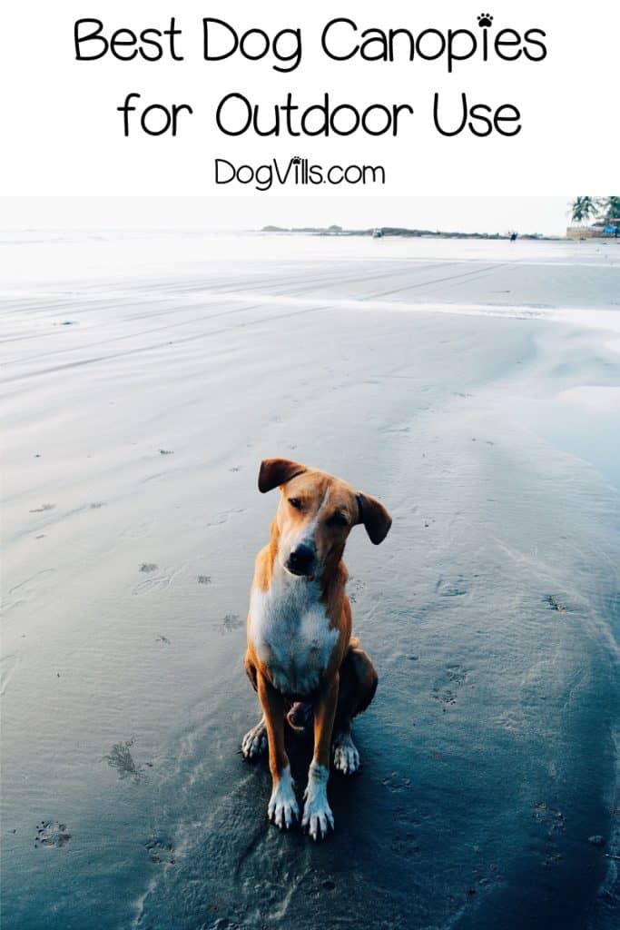 What are the best canopy dog beds for outdoor use? Can I just get a canopy without buying a bed? Read on to find out the answer to both!