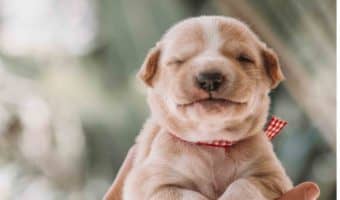 If you're looking for a permanent way to memorialize your pup and keep him close to your heart always, you'll love these emotional dog tattoos. Take a look!