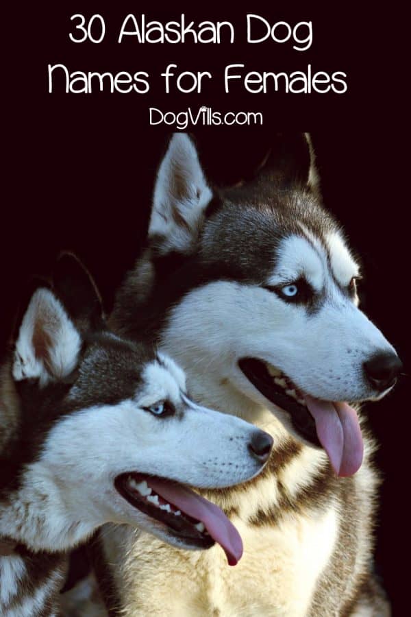 60 Stunning Alaskan Dog Names for Male & Female Pups DogVills