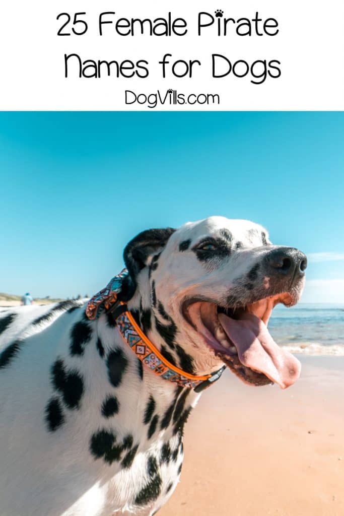 Ahoy, me Hearties! We're sharing our top 25 favorite pirate dog names for female pups! Or, as buccaneers would say, lassies! Take a look!
