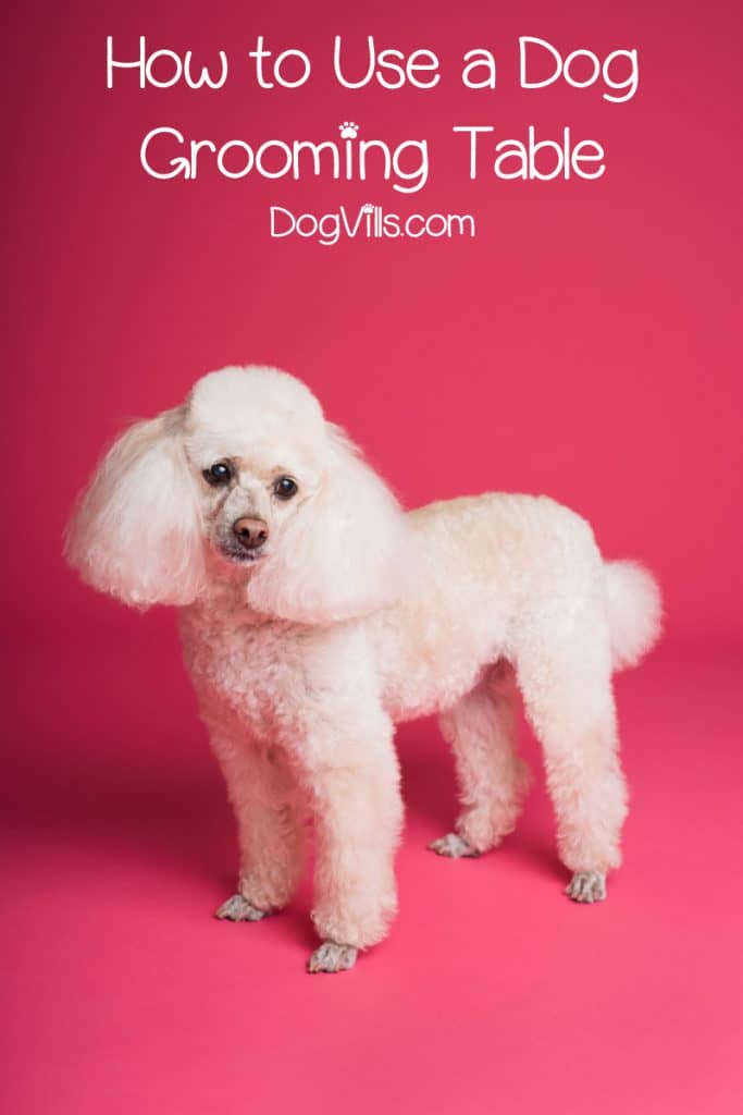 If you're on the hunt for the best dog grooming tables to use at home, let me give you a hand. Check out our top 10 picks for all breeds & budgets!