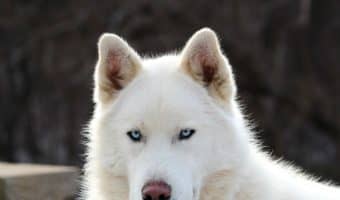 If you're looking for the most magical dog names for your supernaturally wonderful pup, you're in the right spot! Check out 100 that we love!