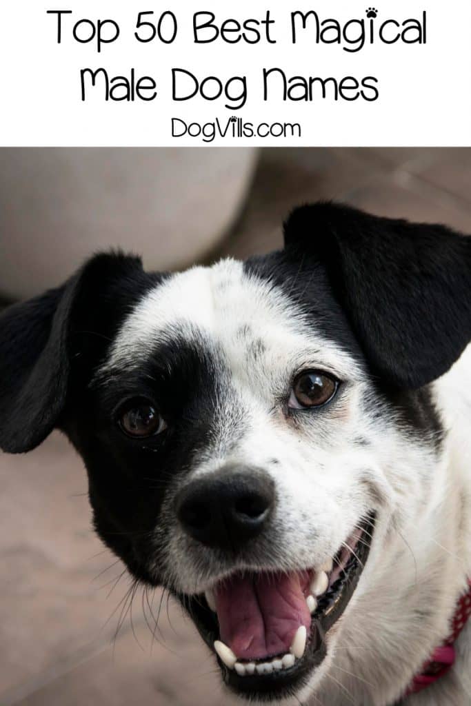 If you're looking for the most magical dog names for your supernaturally wonderful pup, you're in the right spot! Check out 100 that we love!