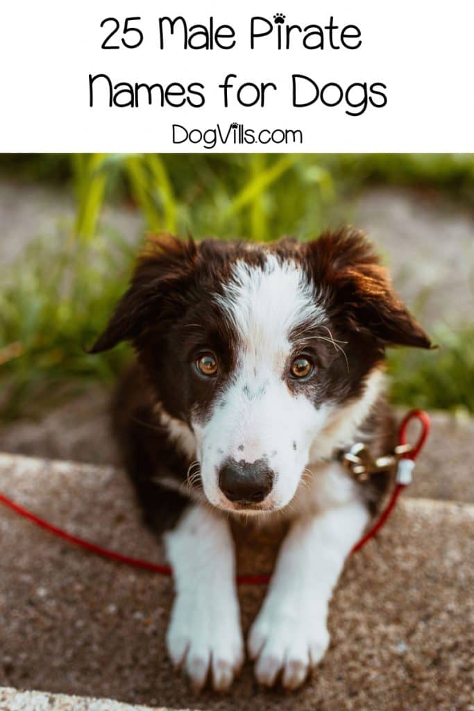 Ahoy, me Hearties! We're sharing our top 25 favorite pirate dog names for male pups! Or, as buccaneers would say, lads! Take a look!