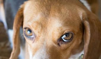 Have you ever wondered about the most naughty dog breeds? Here are the top 7 that will definitely keep you on your toes! Check it out!