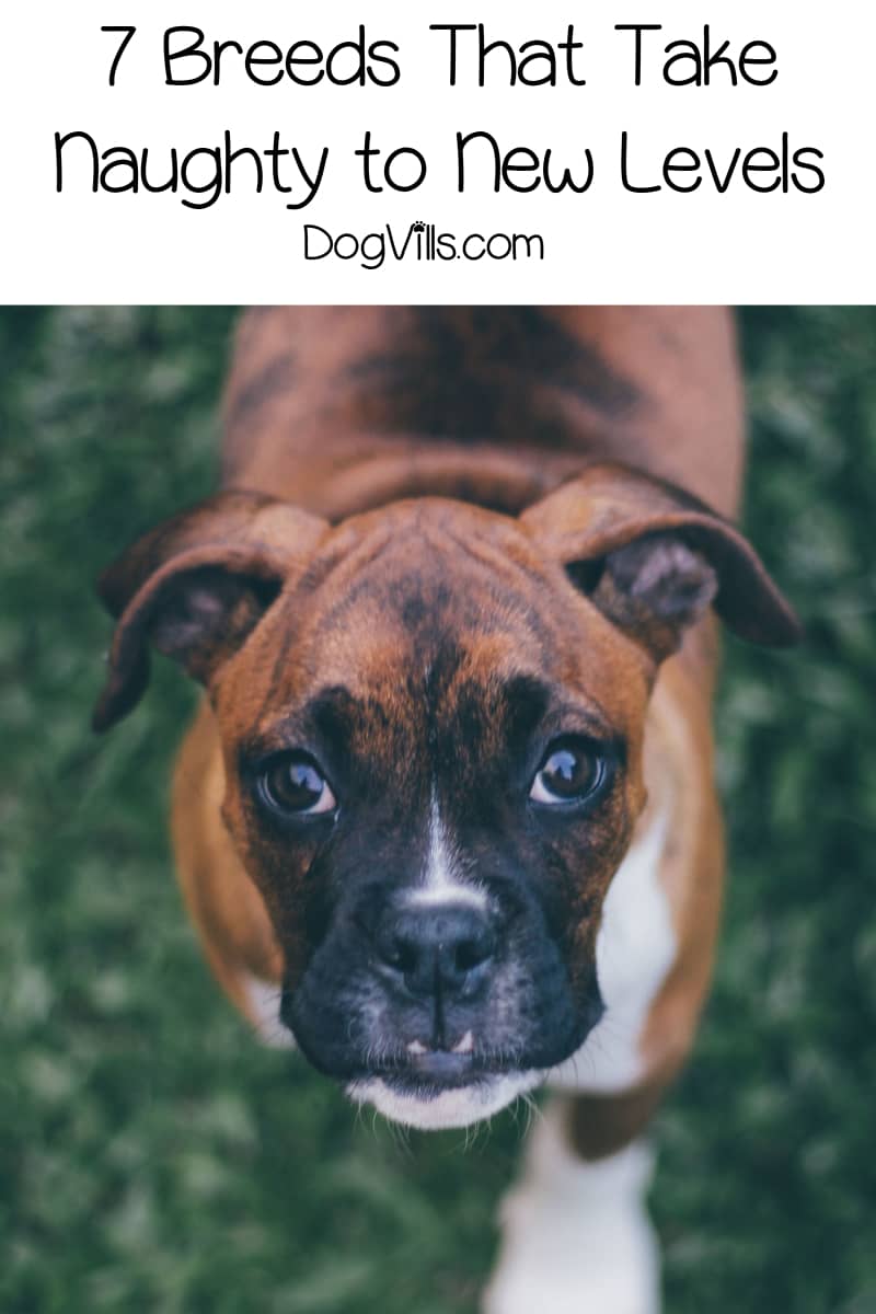 7 Naughty Dog Breeds DogVills