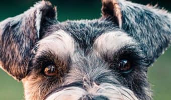 Ahoy, me Hearties! We're sharing our top 50 favorite pirate dog names for male and female pups! Or, as buccaneers would say, lads and lassies! Take a look!