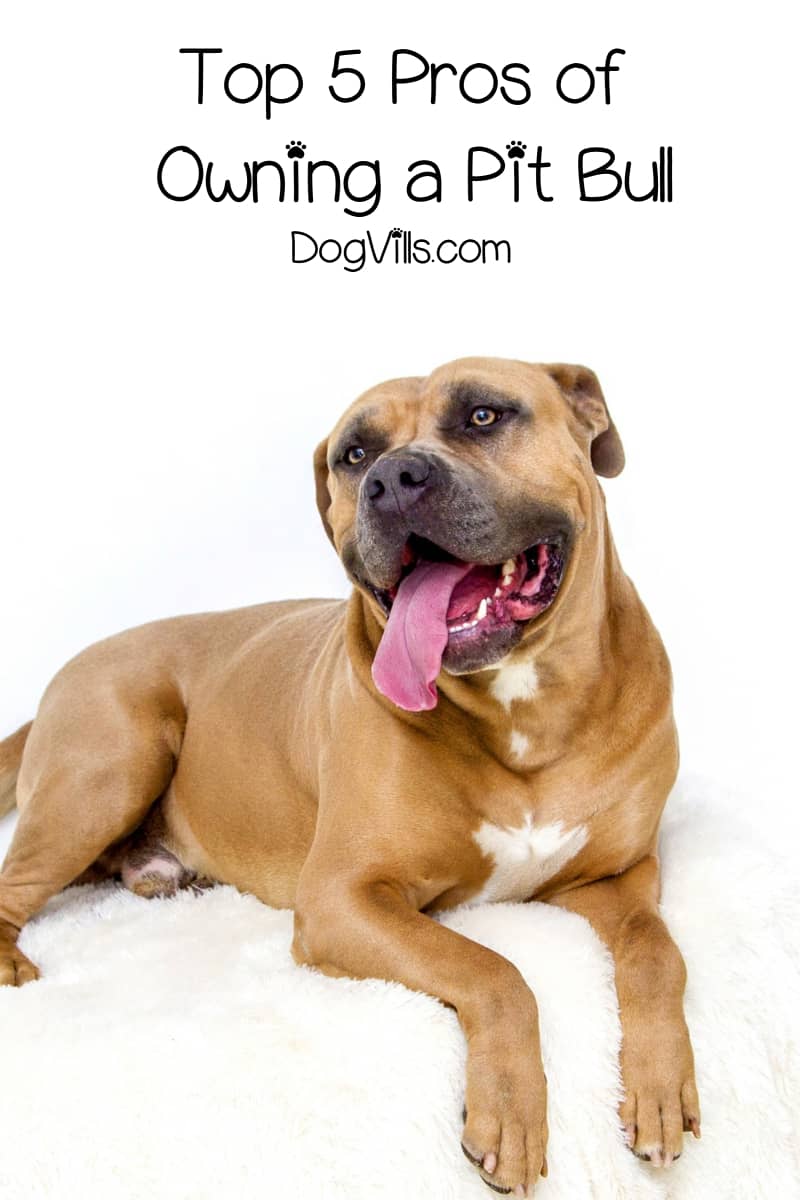 5 Pros and Cons of Owning a Pit Bull DogVills