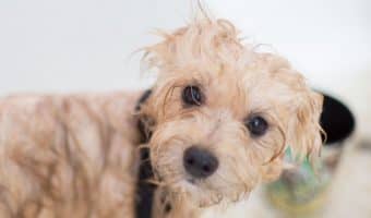 Have you noticed that your puppy is starting to smell, but you don’t know the first thing about puppy bath time? Read on for our 9-step guide!