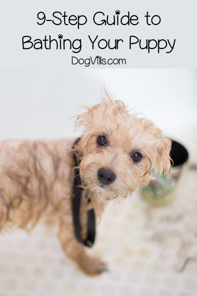 A 9-Step Guide on Bathing a Puppy - DogVills