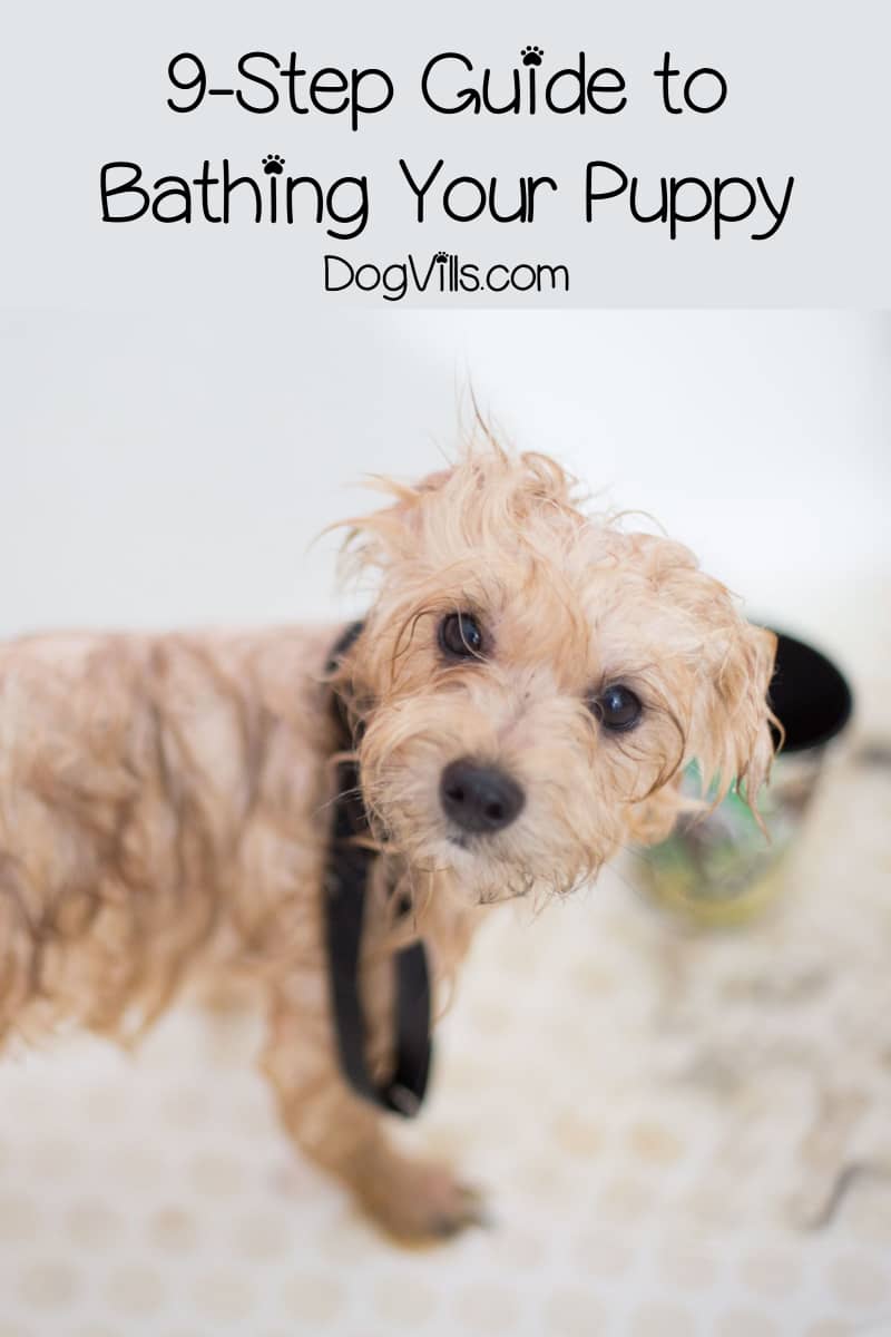 A 9Step Guide on Bathing a Puppy DogVills