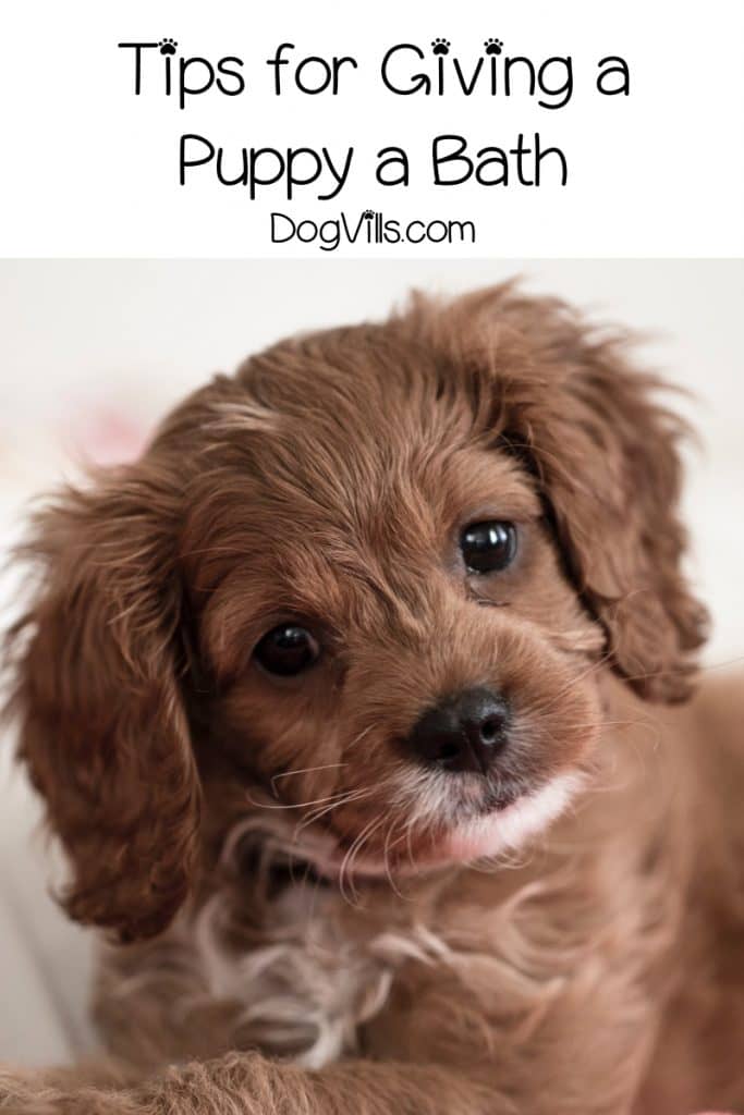 Have you noticed that your puppy is starting to smell, but you don’t know the first thing about puppy bath time? Read on for our 9-step guide!