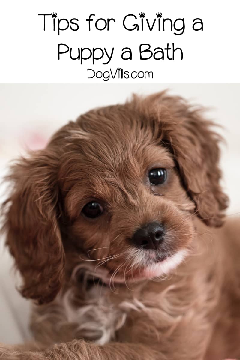 A 9Step Guide on Bathing a Puppy DogVills
