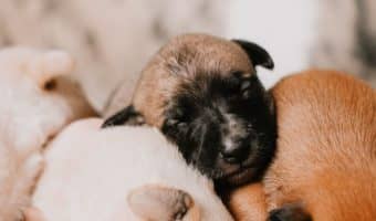 If you're looking for some sweet or funny sleeping puppy quotes, you'll love our list! Check out 10 that made us say "awww!" or "so true!"