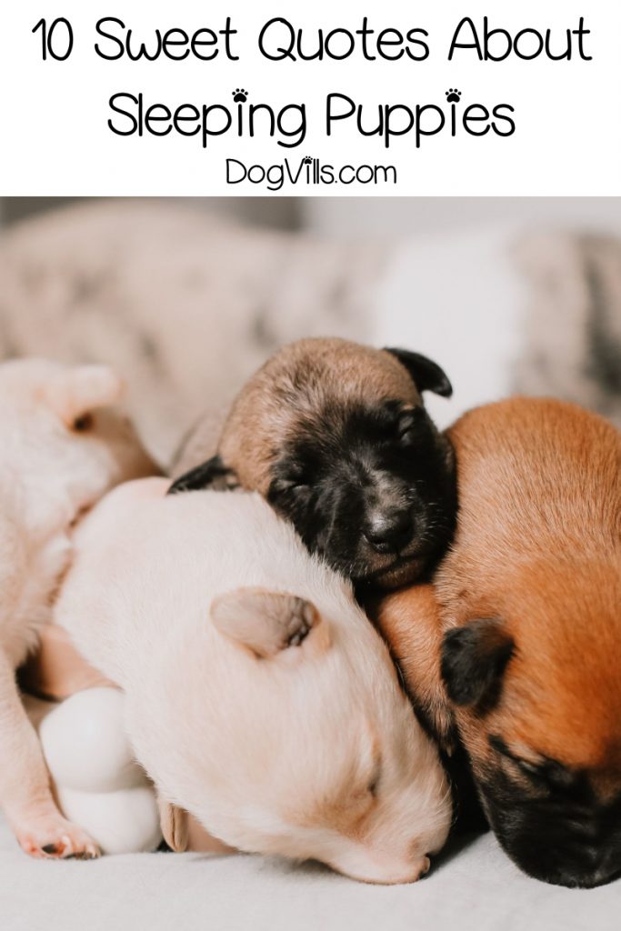 10 Sweet & Funny Sleeping Puppy Quotes - DogVills