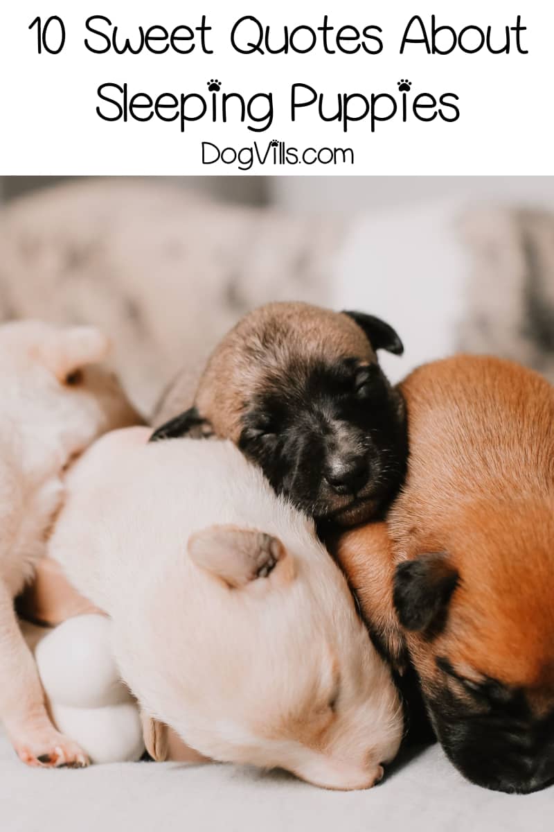 10 Sweet & Funny Sleeping Puppy Quotes - DogVills 10 Sweet & Funny Sleeping Puppy Quotes - DogVills