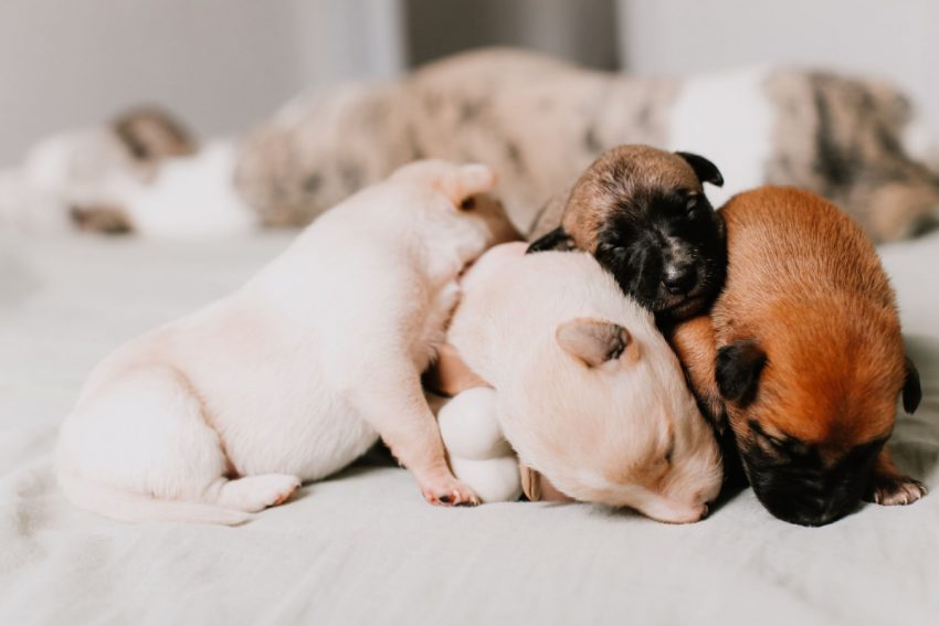 If you find that you're way out of your depth after adopting a dog and don't know what to do, read on to learn what to do with an unwanted puppy.