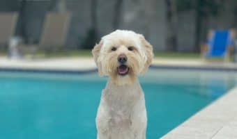 Choosing a dog name is always hard and it has to be perfect. These 4 letter dog names will really give you the inspiration you need.