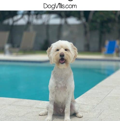 Choosing a dog name is always hard and it has to be perfect. These 4 letter dog names will really give you the inspiration you need.