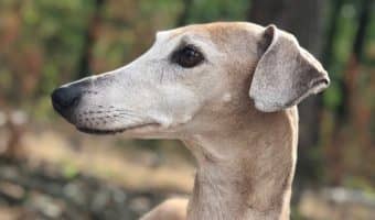 What are the best dogs for bachelors? Does that answer change if I'm living in an apartment? Read on to find the answers to both questions and more!