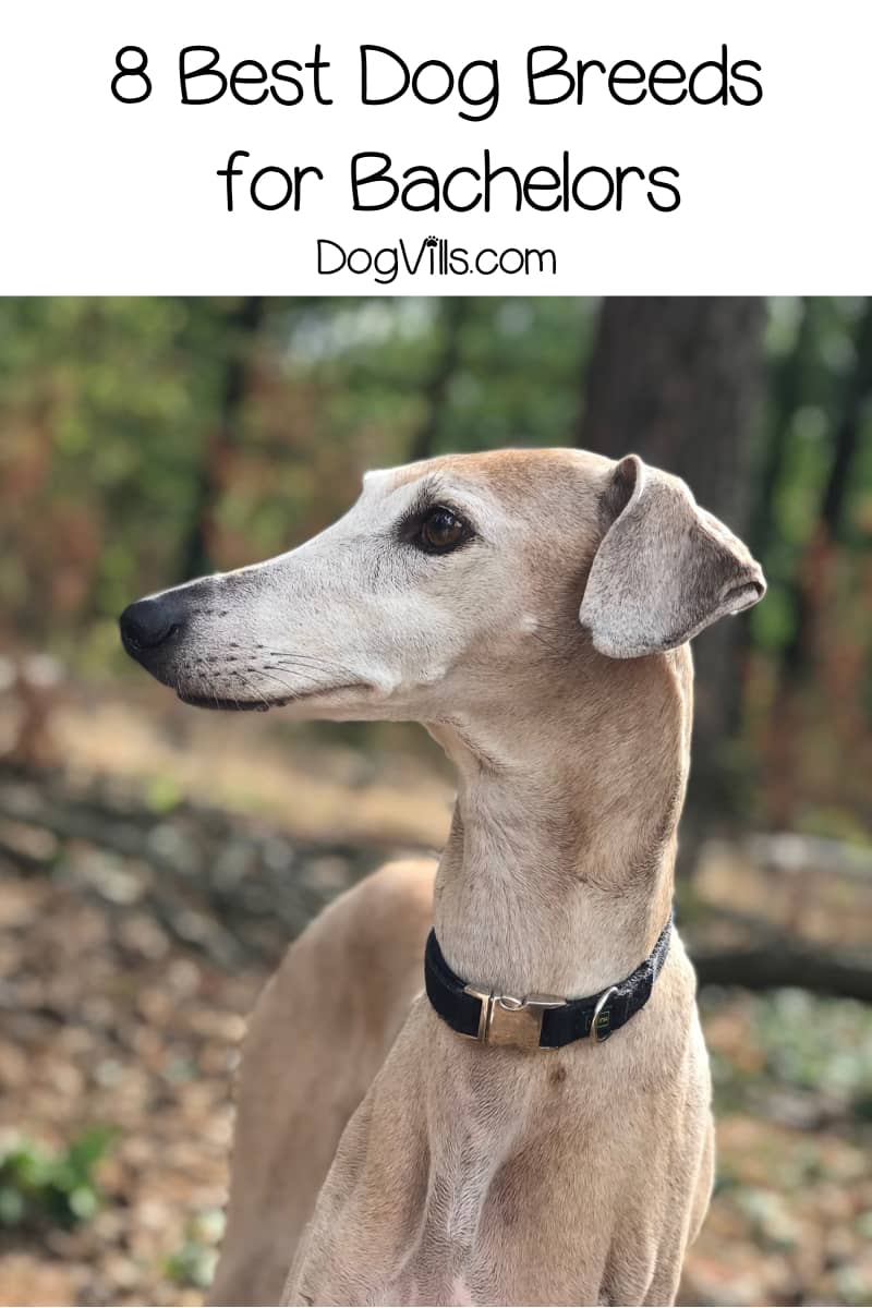 Top 8 Best Dogs for Bachelors DogVills