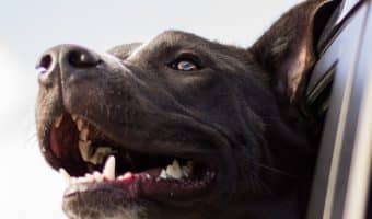 Looking for some super clever car-inspired dog names? Well put on your seat belt and start your engines! We've got 50 of them for you! Take a look!