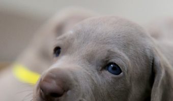 Are you wondering if it’s bad to hold newborn puppies too much? Worried mom will reject them? Read on for a few guidelines that will help you out!