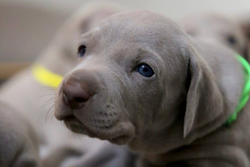 When can you take a puppy outside?