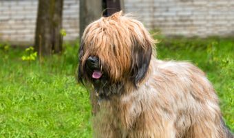 If you follow AKC news, you know they recently welcomed the Barbet dog breed to their list of "recognized" breeds. Read on to learn all about him!