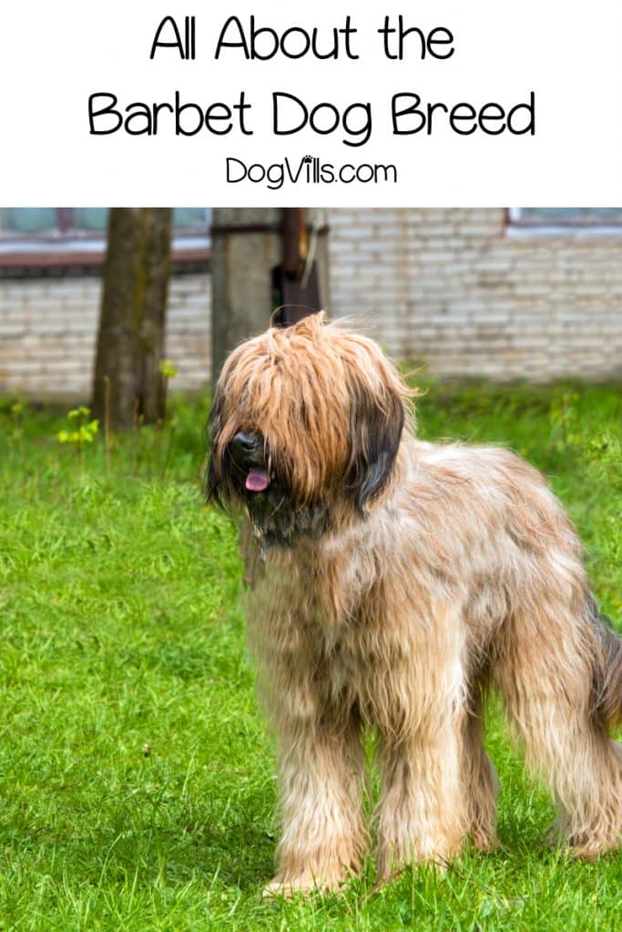 barbet hypoallergenic