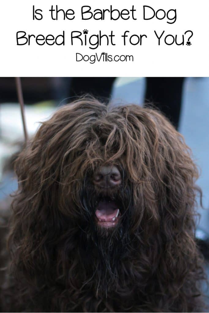 If you follow AKC news, you know they recently welcomed the Barbet dog breed to their list of "recognized" breeds. Read on to learn all about him!