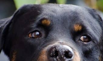 Looking for the best dog beds for rottweilers? We've got you covered! Take a look at our top 10 picks with complete reviews!