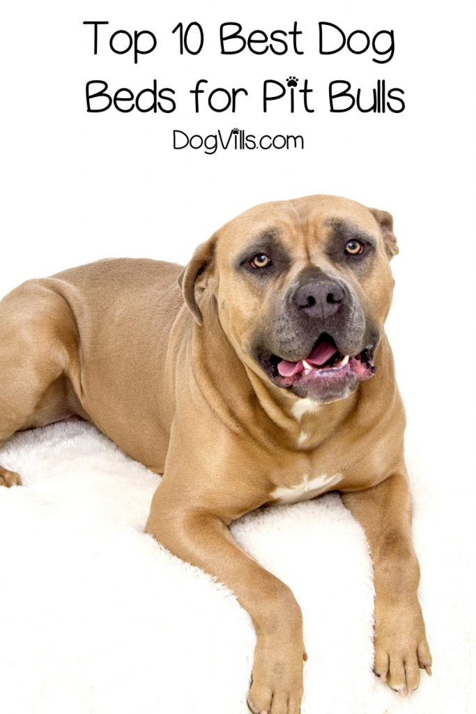 The best dog beds for pit bulls are strong yet comfy, secure yet gentle. Read on for 10 options that fit a wide variety of pit bull needs!