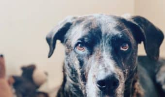 If you’re trying to choose a great orthopedic bed for a large breed dog, this Bully Beds vs Big Barker dog bed comparison will help! Check it out!