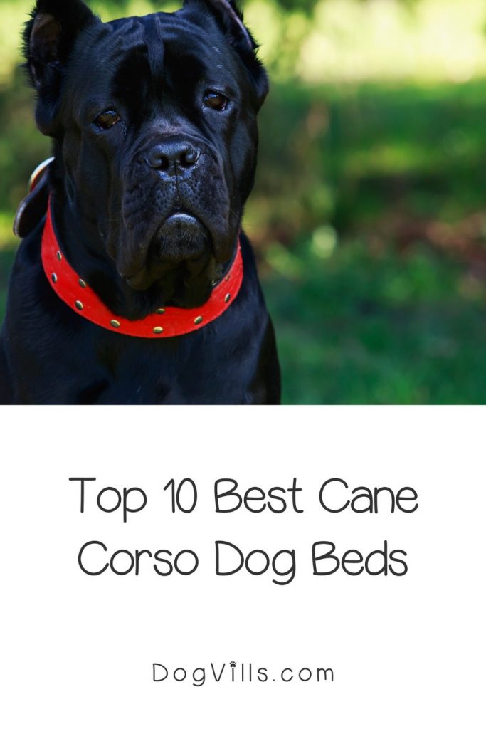 Finding the best dog beds for a Cane Corso can definitely be a challenge, but we've got you covered! Check out 10 that we think are just perfect!