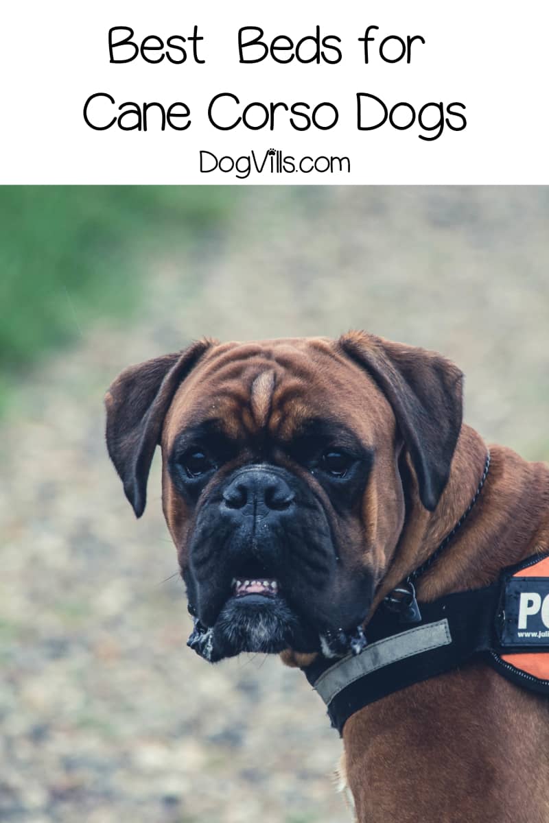 Top 10 Best Dog Beds for a Cane Corso DogVills