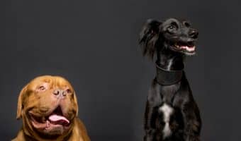 Wondering if there are any good dog names with two letters? Good news, there are! Check out 50 that we adore, with 25 each for boys and girls!