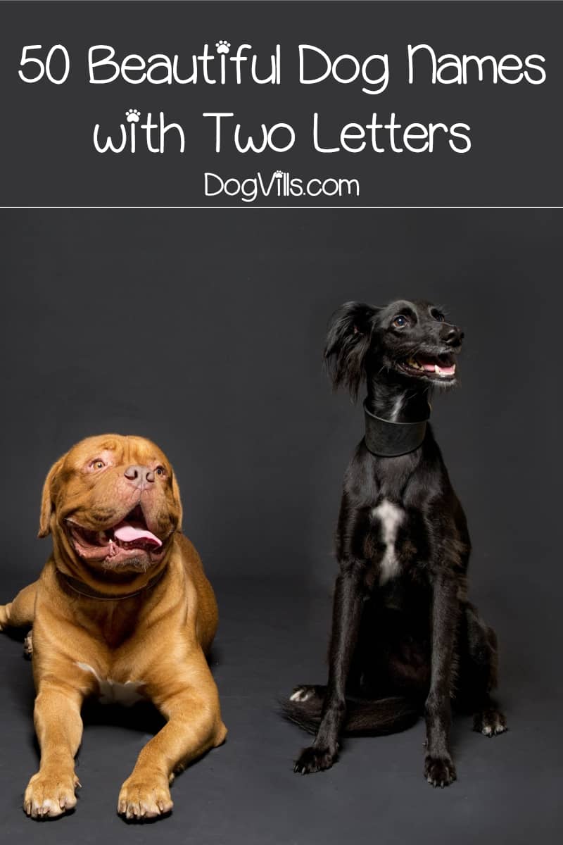 50 Beautiful Dog Names with Two Letters DogVills