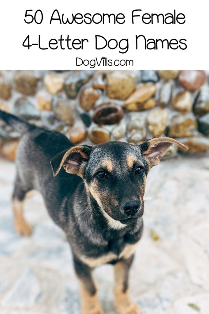 Choosing a dog name is always hard and it has to be perfect. These 4-letter dog names for females will really give you the inspiration you need.